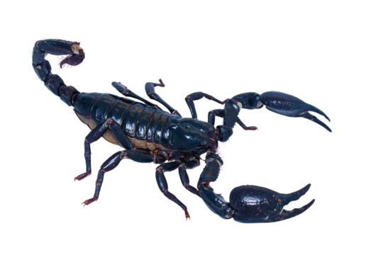 Black scorpion isolated on transparent background for graphic design.