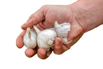 male hand holding garlic, png file