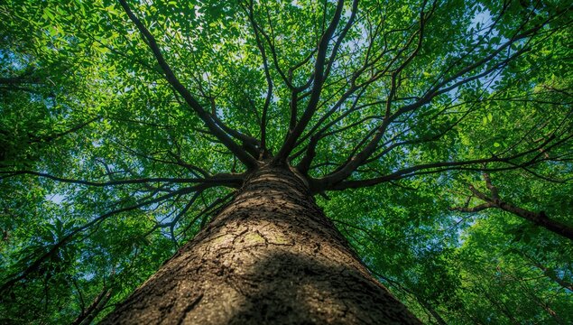 Underside perspective of a large tree's trunk leading to lush green foliage in a vibrant forest illuminated by sunlight, showcasing a fresh natural atmosphere with small leaves on a bright summer day.