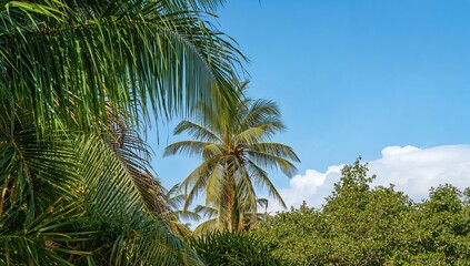 Palm fronds and green coconut foliage