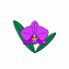 Vibrant purple orchid blossom isolated, a captivating orchid blossom with soft, rounded petals, complemented by two lush green leaves, brings beauty to mind. Orchid blossom represents exotic elegance,