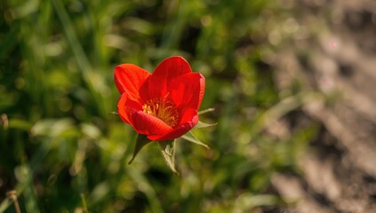 Obraz premium Vivid crimson blossom in a rural setting