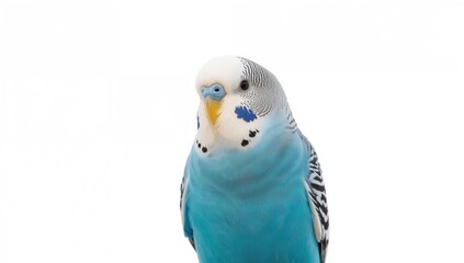 Domestic birds and pets: white and blue budgerigar