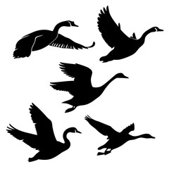 Collection of five black silhouettes of geese in various flying poses against a white background