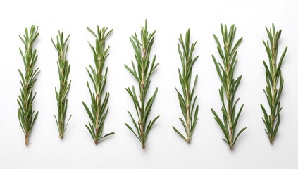 Fototapeta premium Fresh rosemary laid out individually on a white surface