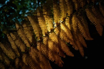 Sunlight illuminating a bird's nest fern