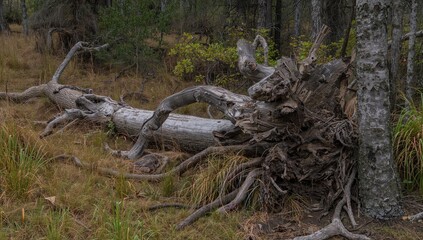 Fototapeta premium Close-up of a toppled tree with exposed roots and splintered wood in a woodland environment