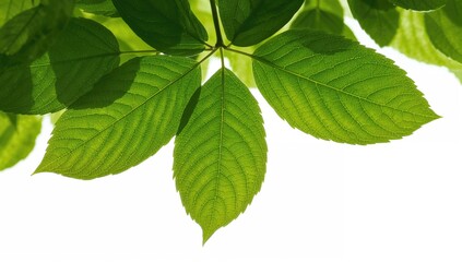 Vibrant green foliage set against a white background