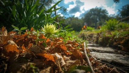 Wilted foliage bloom, natural scenery, outdoor greenery, flora, arid leaves, vegetation