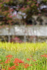 彼岸花咲く葛城古道