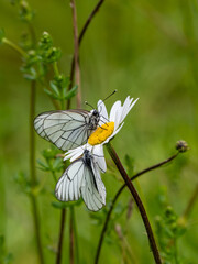 Two Black-veined White Butterflies on an Ox-eye Daisy on an Ox-eye Daisy