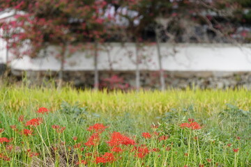 彼岸花咲く葛城古道