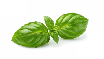 Fototapeta premium Collection of fresh green basil leaves on a white backdrop