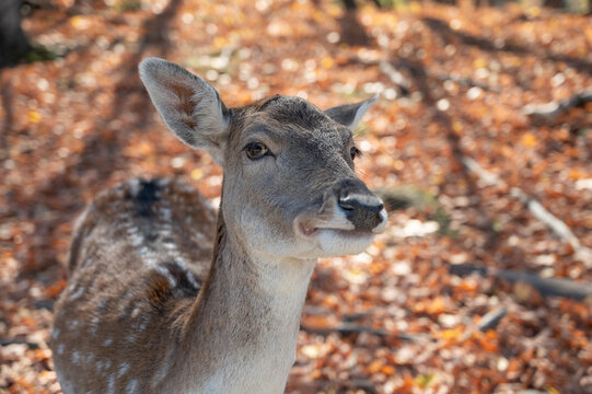 White tail deer doe close up