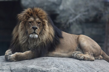 a portrait of a lion lying on a huge rock