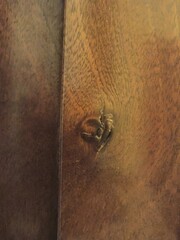 Wood knot textura background 