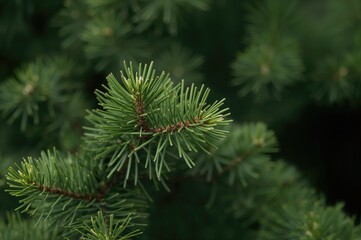 Fototapeta premium Close-up of short pine needles on green foliage
