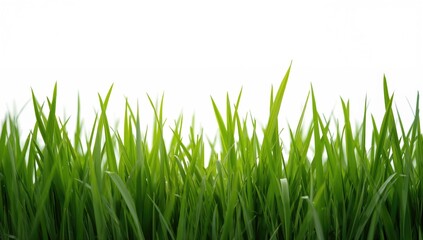Fototapeta premium Natural banner featuring vibrant green grass on a white backdrop