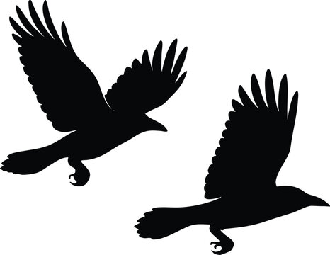 two flying crows silhouette, black bird in flight, raven vector illustration, corvids in motion, minimal wildlife design