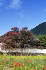 彼岸花咲く葛城古道