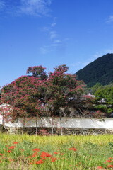 彼岸花咲く葛城古道