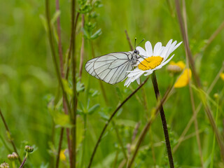 Female Black-veined White Butterfly on an Ox-eye Daisy