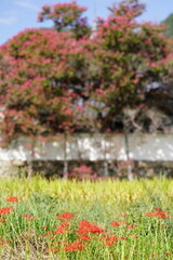 彼岸花咲く葛城古道