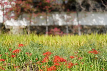 彼岸花咲く葛城古道