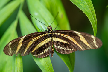 Zebra Longwing butterfly Heliconius charithonia with black wings and bright yellow stripes, native to the Americas. Elegant and slender, often seen fluttering among tropical flowers. High quality
