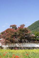 彼岸花咲く葛城古道