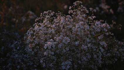 Fototapeta premium Gypsophila paniculata specimens against a dim twilight backdrop