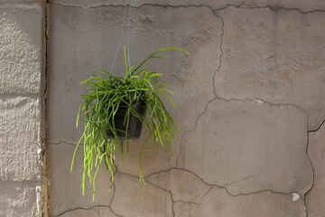 Centered hanging succulent plant in a black pot against a plain cracked wall — minimalist composition with rough concrete texture, ideal for copy space and background use