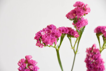 Fototapeta premium 赤紫のスターチス