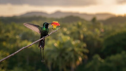Fototapeta premium A Wimpelschwanz Hummingbird (Trochilus polytmus), the national bird of a Caribbean island in Middle America