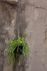 Hanging Rhipsalis Plant Against Weathered Concrete Wall – Minimal Botanical Decor, Rustic Texture and Natural Light for Interior Design or Eco Living Concepts