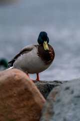 A drake stands on a rock in the river.