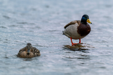 A drake stands on a rock in the river.