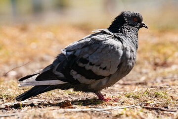 A grey dove stands on the ground on a sunny day.
