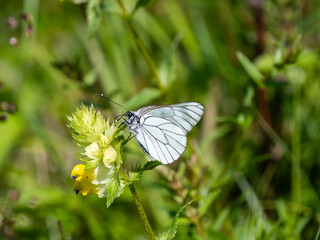 Newly Emerged Black-veined White Butterfly Drying Out