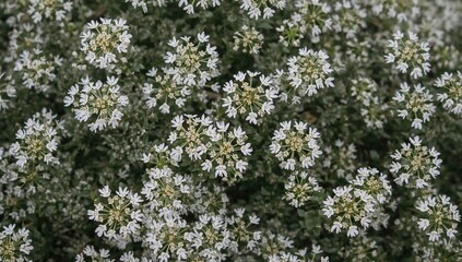 Close-up of Elegant Silver Dust Plant in Autumn Garden Setting, Detailed Floral Texture and Pattern