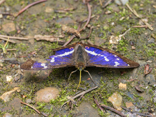 Purple Emperor Butterfly. Wings Open