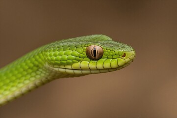 Close-up of a green viper's head from the side