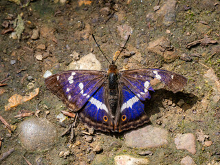 Purple Emperor Butterfly. Wings Open