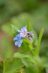 Vergissmeinnicht Garten