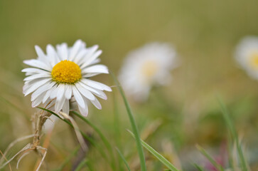 Bl&uuml;hendes G&auml;nsebl&uuml;mchen