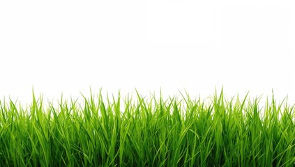 Fototapeta premium Vibrant green blades of grass on a plain white backdrop