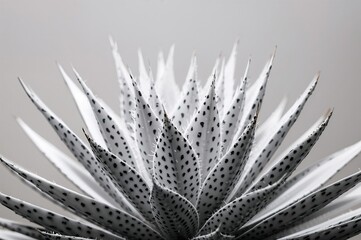 The Elegance of Euphorbia Echinus Cacti