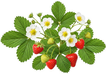 Isolated cluster of strawberries with blooms and foliage of the strawberry plant closeup