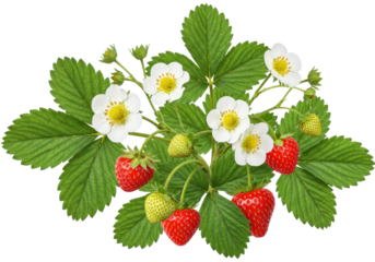 Isolated cluster of strawberries with blooms and foliage of the strawberry plant closeup