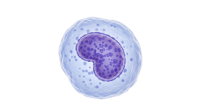 3D rendering of a human monocyte, a type of white blood cell, with a prominent, lobed nucleus and granular cytoplasm, on a black background, representing immunology and hematology.